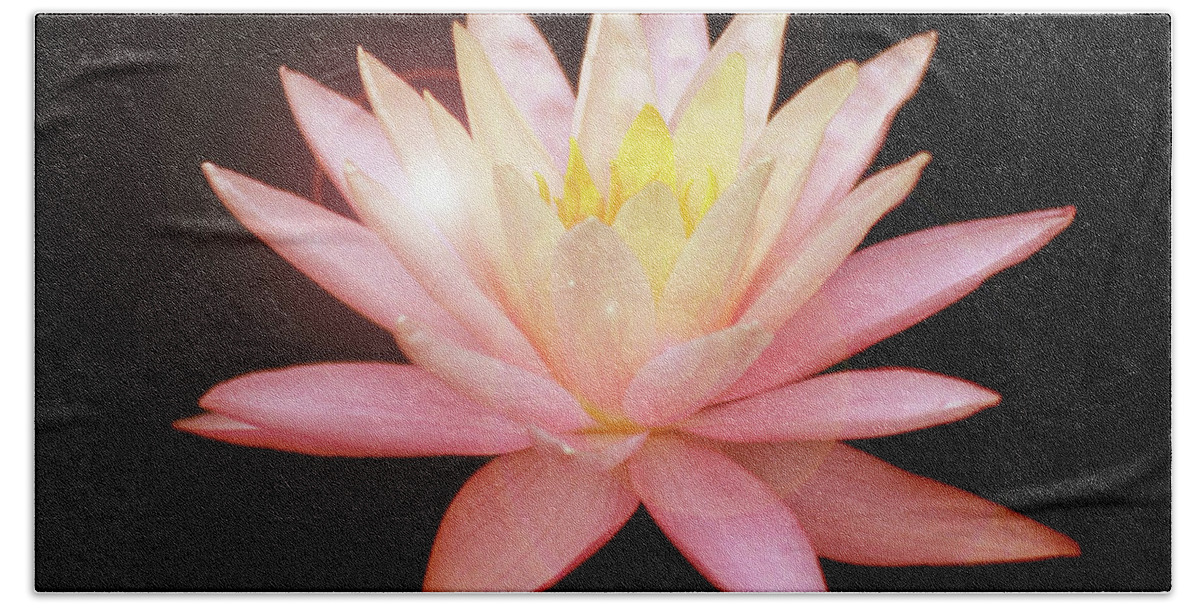 Water Lily; Water Lilies; Lily; Lilies; Flowers; Flower; Floral; Flora; Red; Orange; Yellow; Red Water Lily; Red Flowers; Black; Pink; Digital Art; Photography; Painting; Simple; Decorative; Décor; Macro; Close-up Beach Towel featuring the photograph Fairy Light on a Red Lily by Tina Uihlein