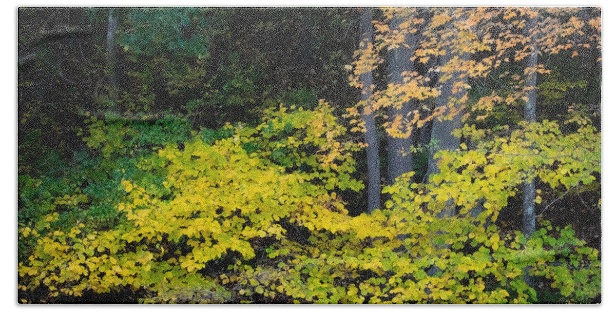 Trees Beach Sheet featuring the photograph Fall Chartreuse by Linda Bonaccorsi