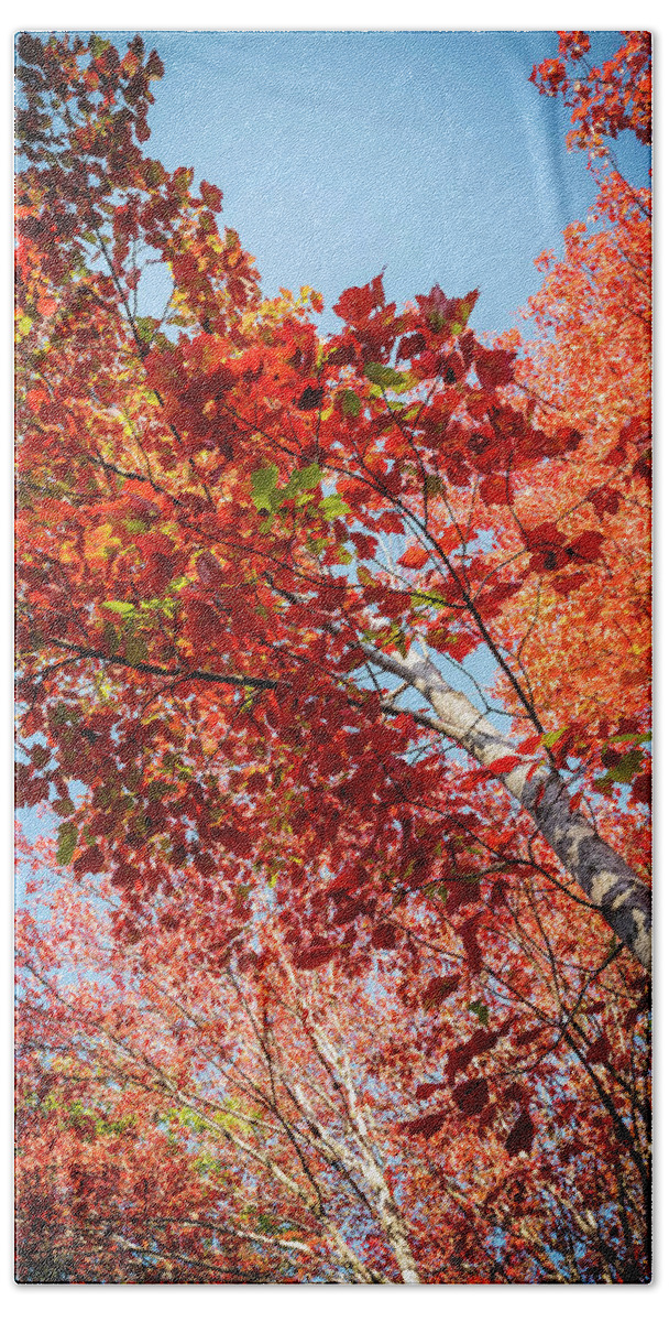 White Birch Beach Towel featuring the photograph Fall Colors in Acadia by GeeLeesa Productions