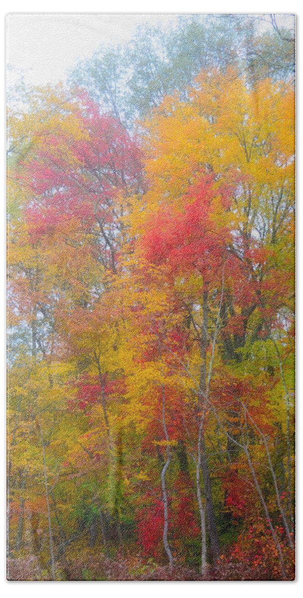 Fall Foliage Beach Towel featuring the photograph Fall by Segura Shaw Photography