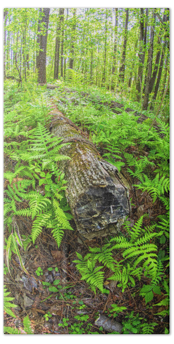 New Bern Beach Towel featuring the photograph Fallen Logs Surrounded by Ferns by Bob Decker