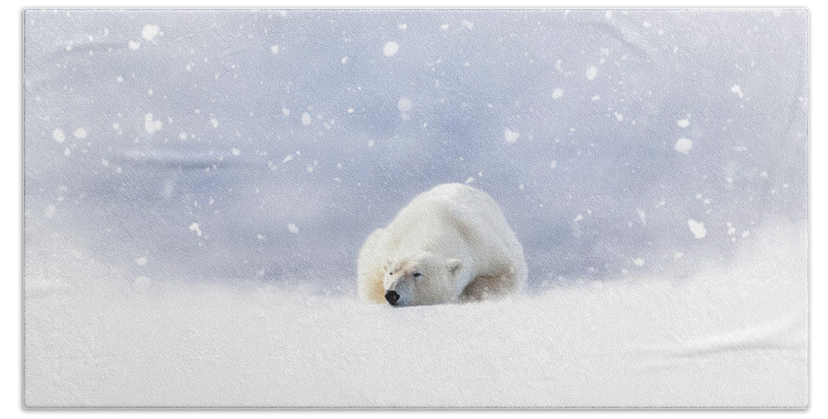 Snow Beach Towel featuring the photograph Fantasy scene of a polar bear resting in the snow by Jane Rix