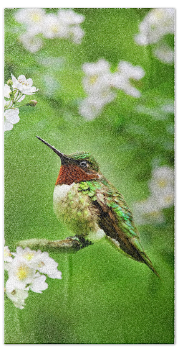 Hummingbird Beach Towel featuring the photograph Fauna and Flora - Hummingbird with Flowers by Christina Rollo