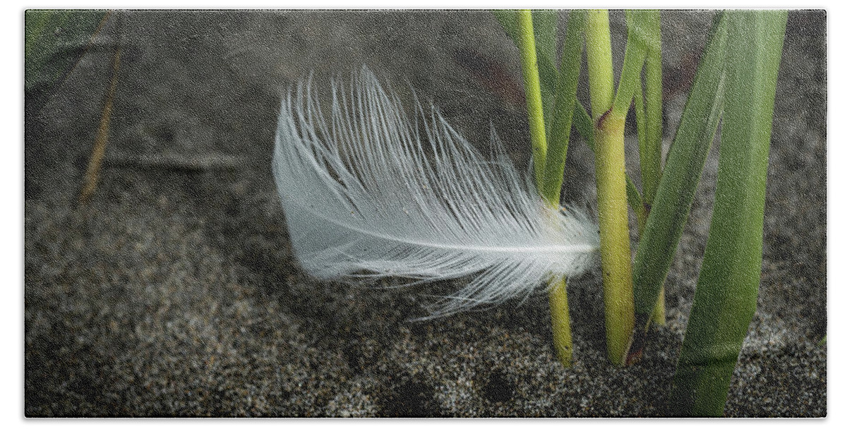 August Beach Towel featuring the photograph Feather and Beach Grass by Robert Potts