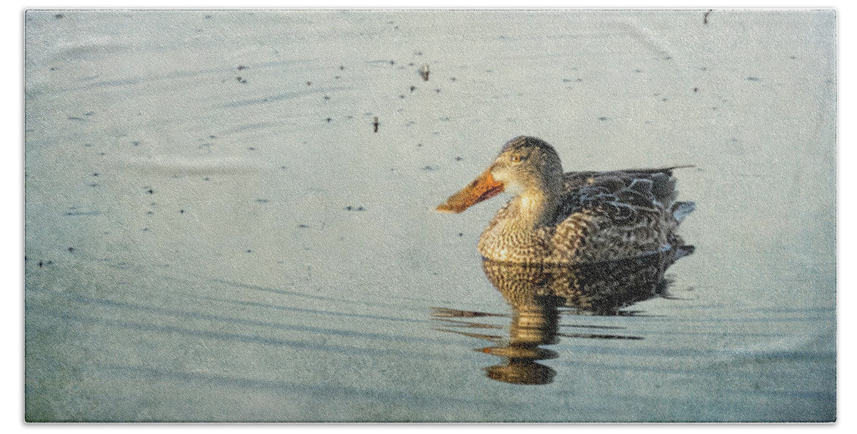 Northern Shoveler Beach Towel featuring the photograph Female Northern Shoveler Duck Facing the Light by Belinda Greb