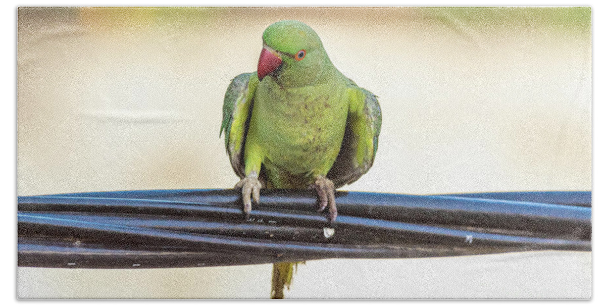 Rose-ringed Parakeet (female) Stock Image - Image of bird, branch: 228870581