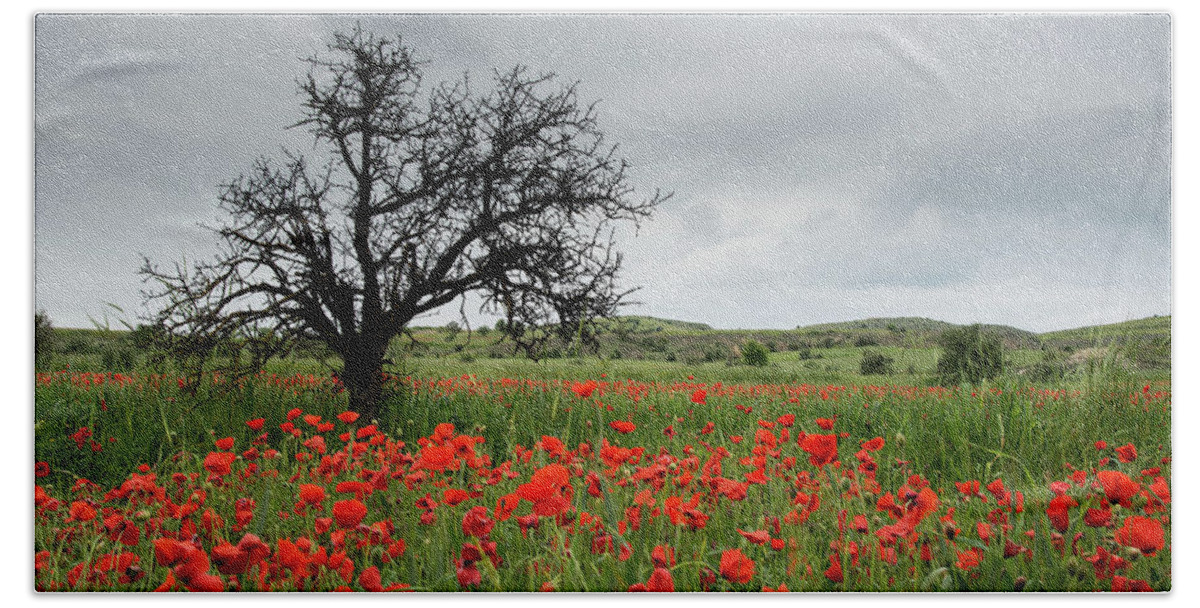 Poppy Anemone Beach Towel featuring the photograph Field full of red beautiful poppy anemone flowers and a lonely dry tree. Spring time, spring landscape Cyprus. by Michalakis Ppalis