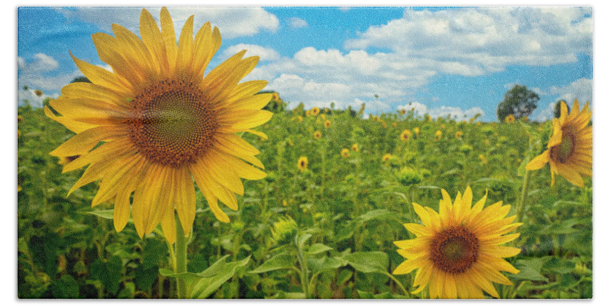 Flowers Beach Towel featuring the photograph Field of Sunshine by Peg Runyan