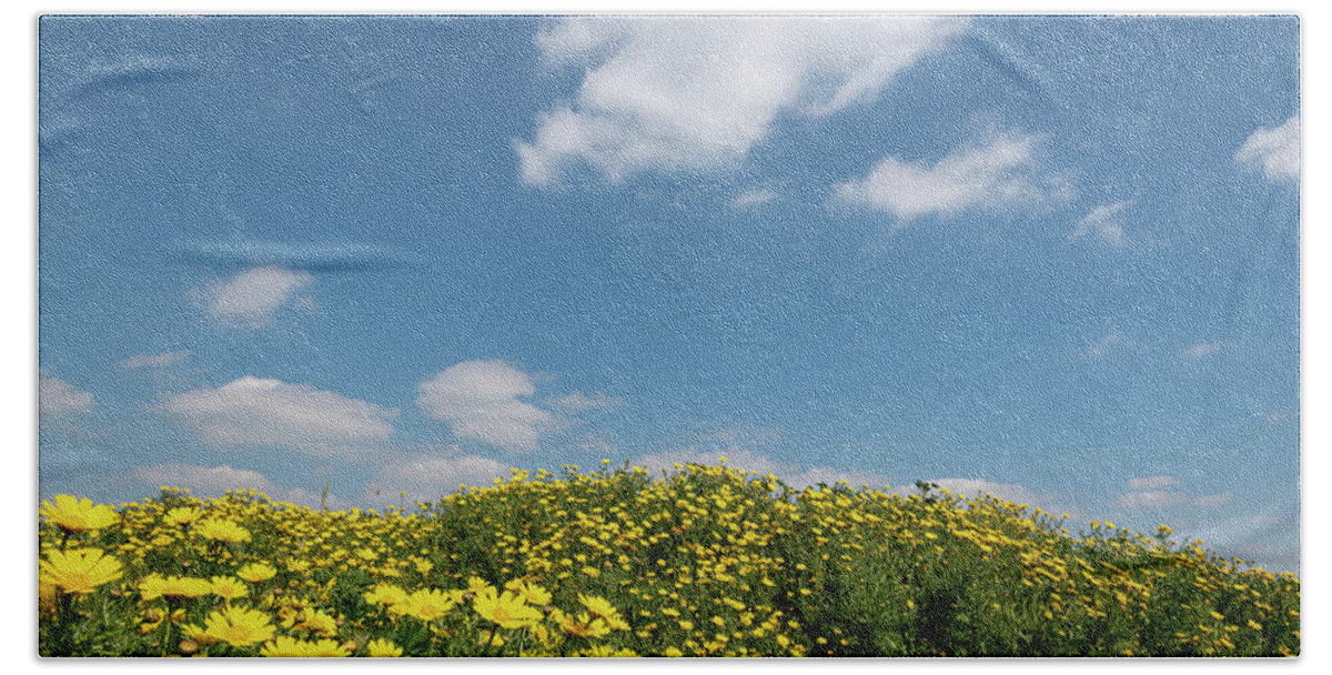 Flower Field Beach Towel featuring the photograph Field with yellow marguerite daisy blooming flowers against and blue cloudy sky. Spring landscape nature background by Michalakis Ppalis