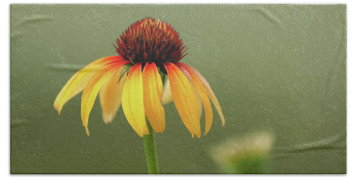 Coneflower Beach Towel featuring the photograph Fiery Coneflower by Lens Art Photography By Larry Trager
