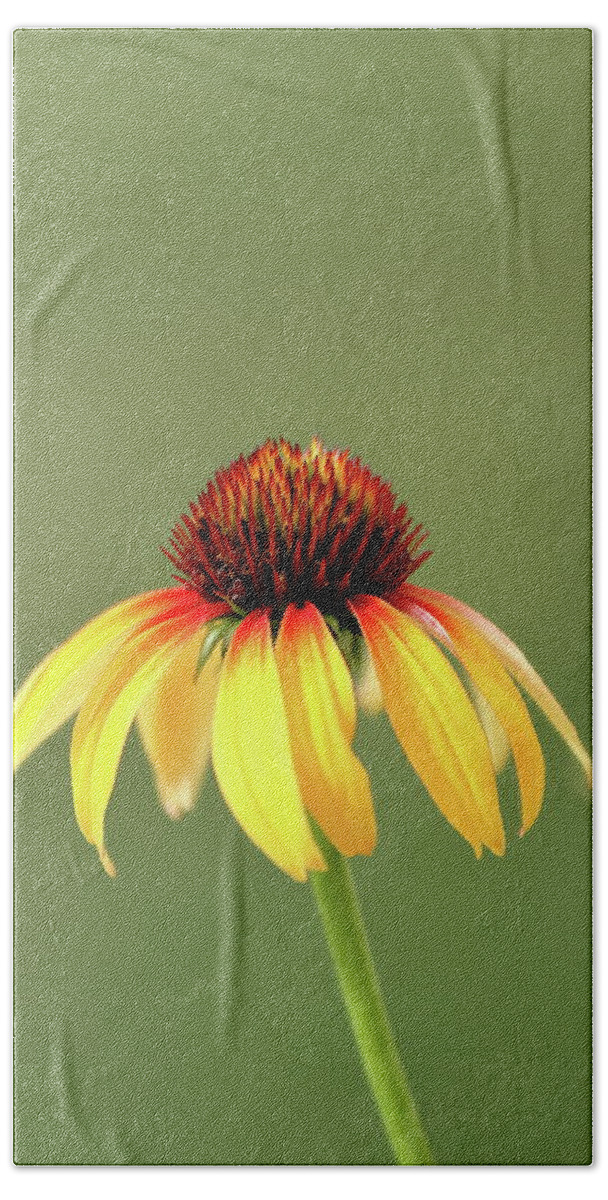 Coneflower Beach Towel featuring the photograph Fiesta Coneflower by Lens Art Photography By Larry Trager