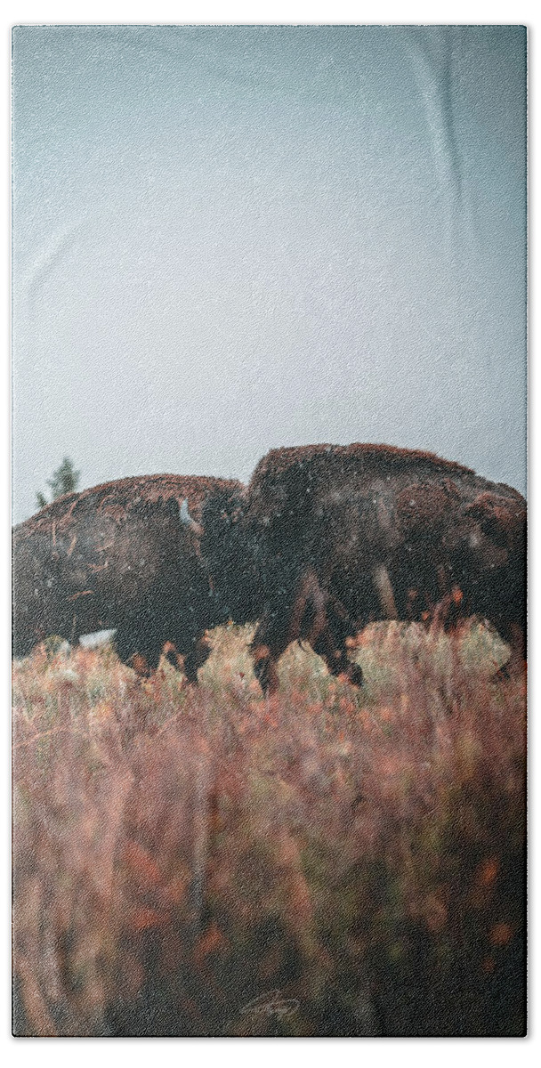  Beach Towel featuring the photograph Fighting Bison by William Boggs