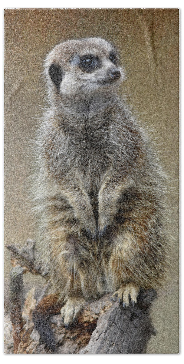 Meerkat Beach Towel featuring the photograph Fine Art Meerkat on the lookout by Gareth Parkes