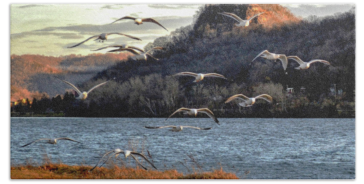 Gulls Beach Towel featuring the photograph Fishing by Susie Loechler
