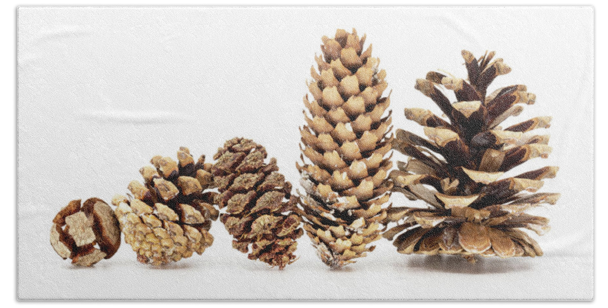 Cone Beach Towel featuring the photograph Family - Five different pine cones standing in row by Viktor Wallon-Hars