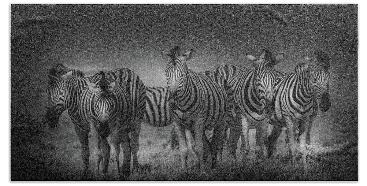 Zebra Beach Towel featuring the photograph Five Zebra in Black and White by MaryJane Sesto