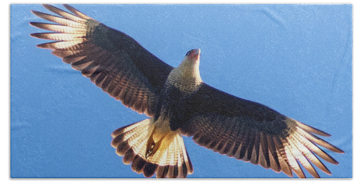 Crested Caracara Beach Towel featuring the photograph Flight of the Crested Caracara by Jaki Miller