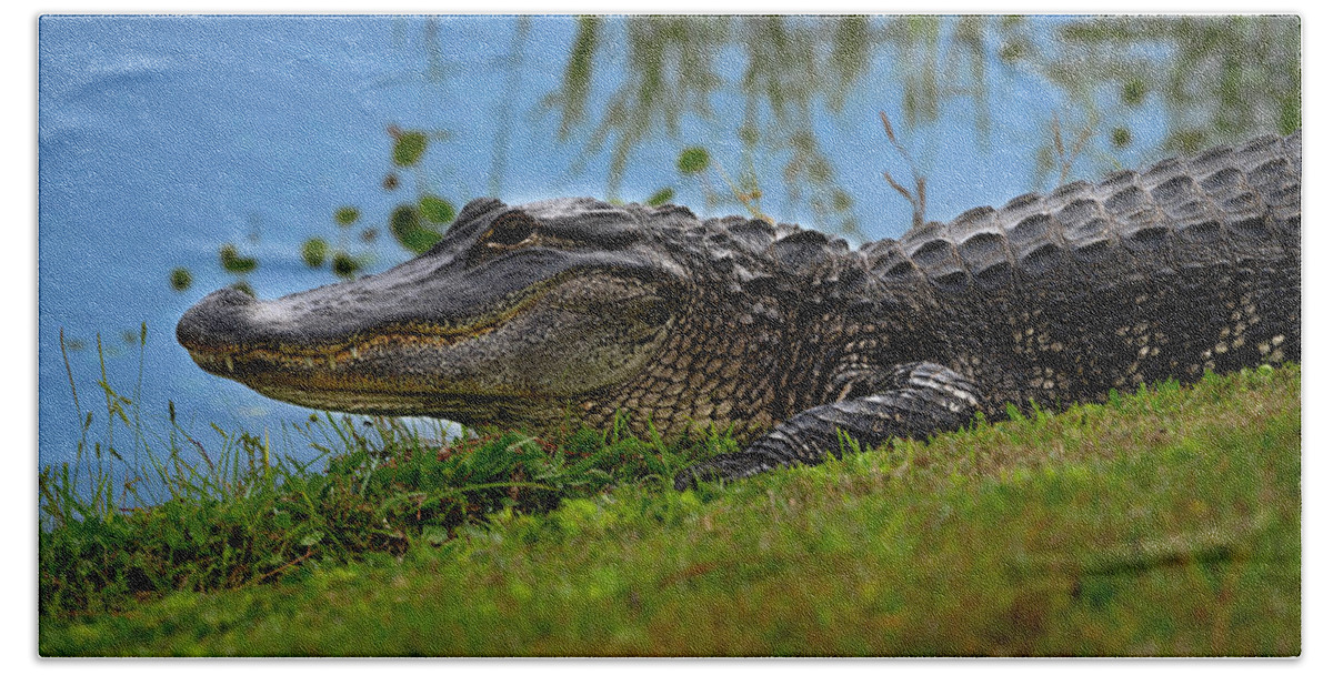 Aligator Beach Towel featuring the photograph Florida Gator 3 by Larry Marshall