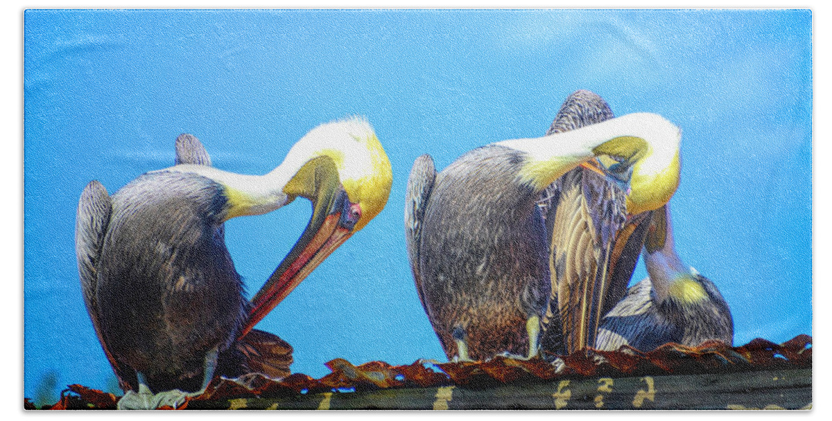 Pelicans Beach Towel featuring the photograph Florida pelicans by Alison Belsan Horton
