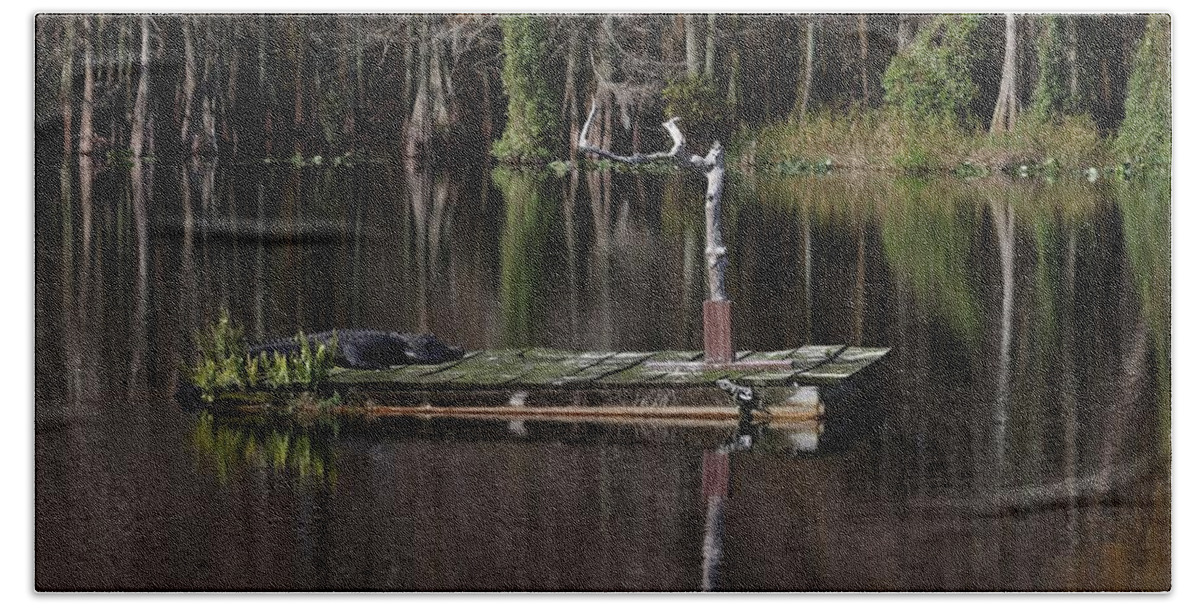Six Miles Cypress Slough Reserves Beach Towel featuring the photograph Gator Resting on a Floating Stage by Mingming Jiang