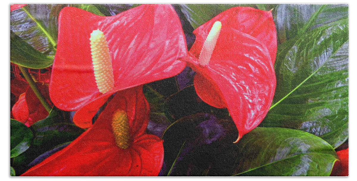 Flowers Beach Towel featuring the photograph Red Green Plant by Andrew Lawrence