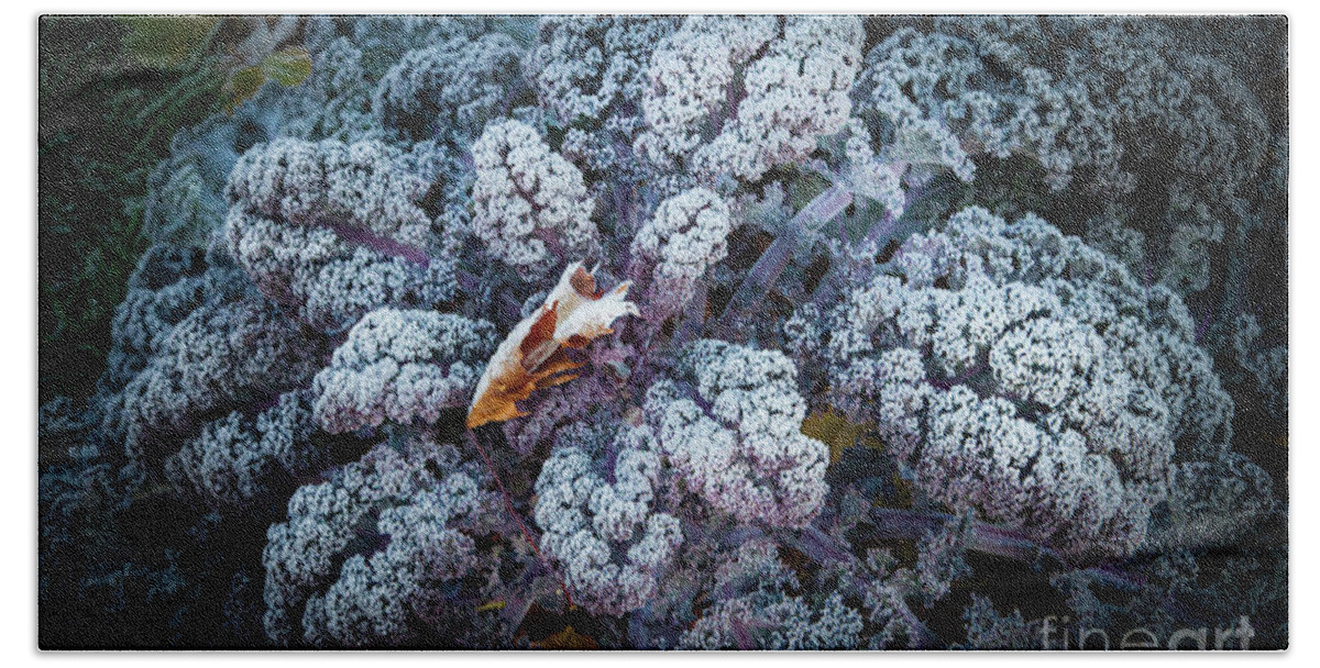 Kale Beach Towel featuring the photograph Flower of the Frost by Marilyn Cornwell