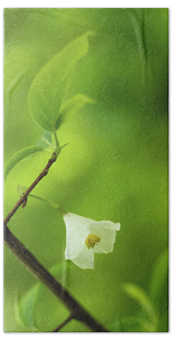 Fine Art Beach Towel featuring the photograph Flower of the snowdrop bush by Average Images