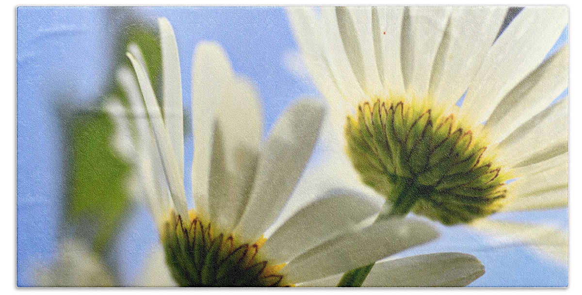 Daisy Beach Towel featuring the photograph Flowers 1 by Carol Jorgensen