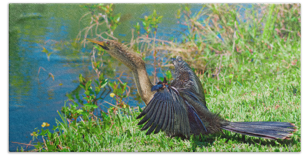 Anhinga Beach Towel featuring the photograph Fluffing Up by Judy Kay