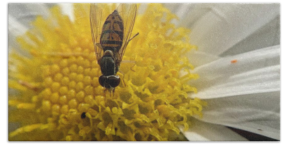 Insect Beach Towel featuring the photograph Fly and Flowers by Catherine Wilson