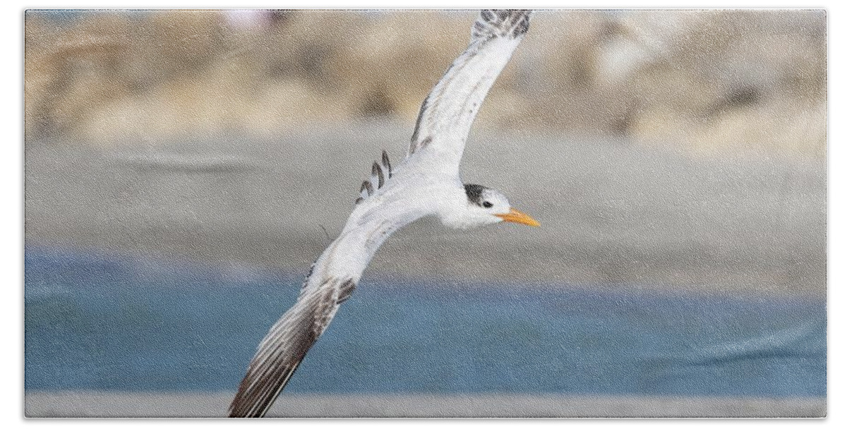 Royal Terns Beach Towel featuring the photograph Fly with Elegance by Mingming Jiang
