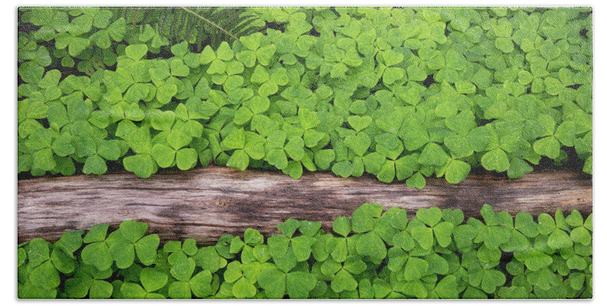 Forest Clover Oregon Spring Groundcover Fern Green Beach Towel featuring the photograph Forest Carpet by Andrew Kumler