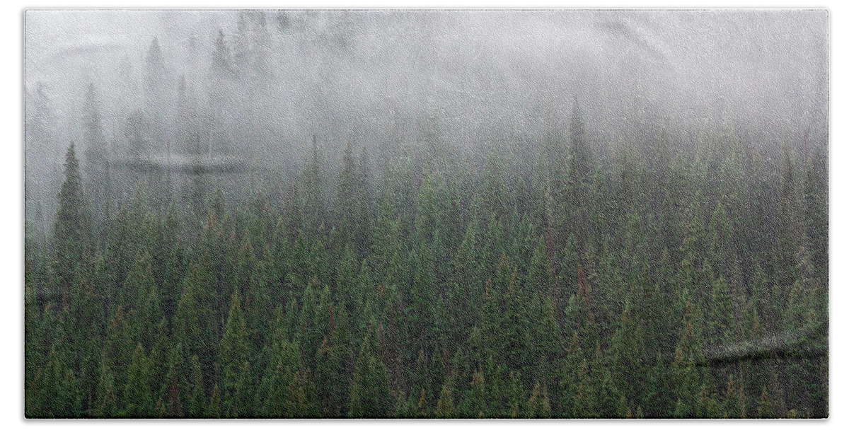 Colorado Beach Towel featuring the photograph Forest Fog by John De Bord