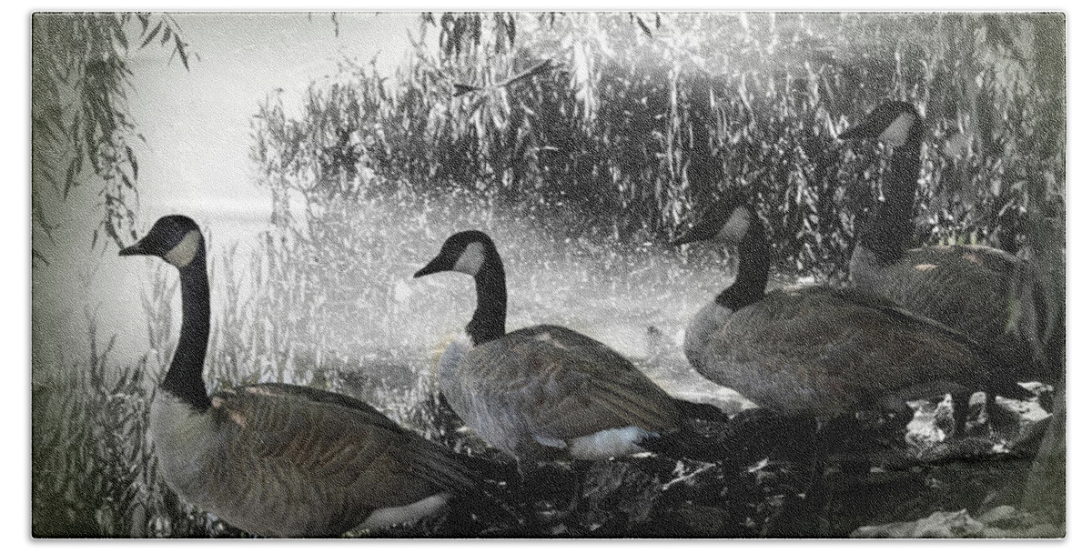 America Beach Towel featuring the photograph Four Canada Geese by James C Richardson