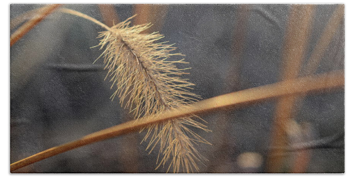 Plant Beach Towel featuring the photograph Foxtail by Rich Clewell