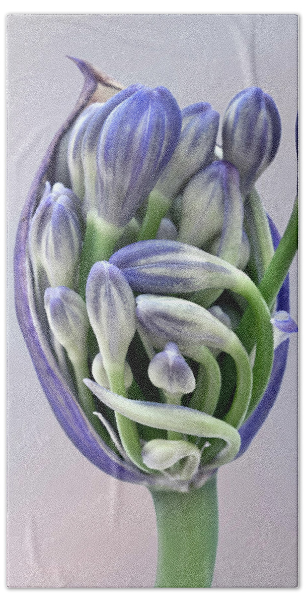Freedom Togetherness Agapanthus Pod Opening Buds Together Flowering Tight Happy Joy Many Beautiful Delightful Head Tender Delicate Close Up Macro Home House Arising Beauty Gentle Blue Green Fairy Tale Inspirational Symphony Musical Painterly Watercolor Impressions Pastel Charming Pleasing Attractive Harmony Elegance Calm Flowers Soft Micro Colorful Pretty Poetic Romantic Harmonious Sweet Sentimental Emotional Elegant Magical Idyllic Associative Nice Silky Creative Contemporary Smart Caring Fab Beach Towel featuring the photograph Freedom And Togetherness - Agapanthus Pod Is Opening To Give The Buds Freedom by Tatiana Bogracheva