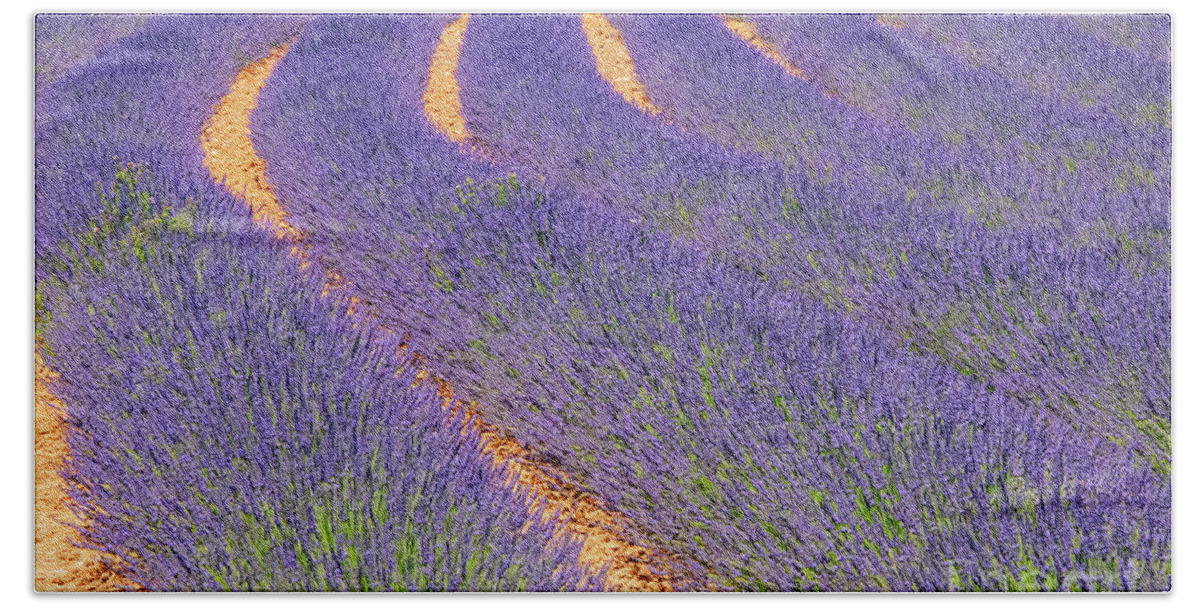 Provence Beach Towel featuring the photograph French Lavender Rows in Provence One by Bob Phillips