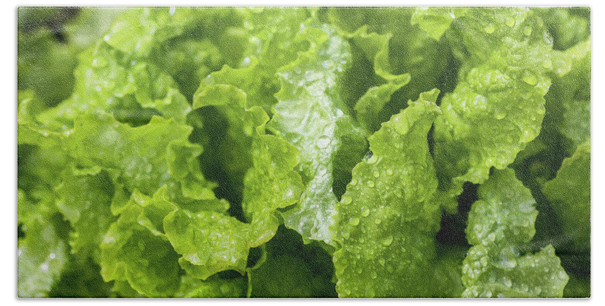 Farm Beach Towel featuring the photograph Fresh home grown organic green leaves of lettuce salad. Wet plant growing on kitchen-garden in countryside by Olga Strogonova
