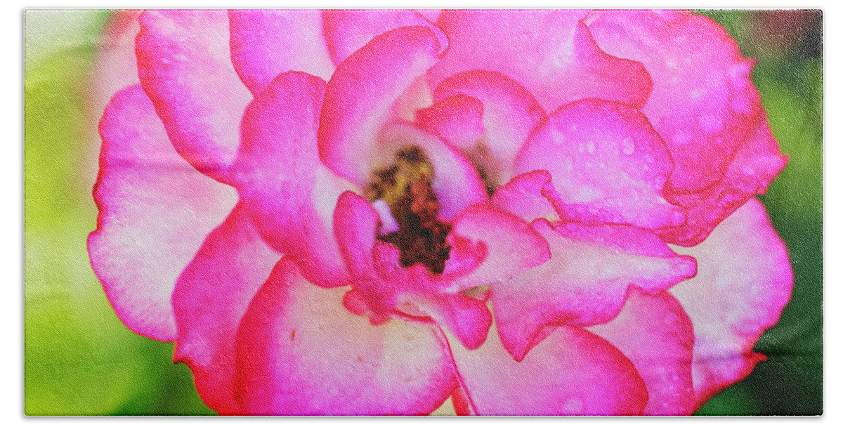 Pink Rose Beach Towel featuring the photograph Fresh pink rose by Vishwanath Bhat