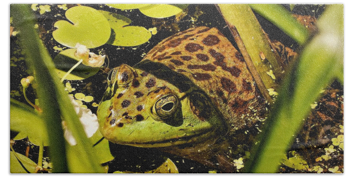 Frog Water Pond Green Leaves Eye Reptile Beach Towel featuring the photograph Frog by John Linnemeyer