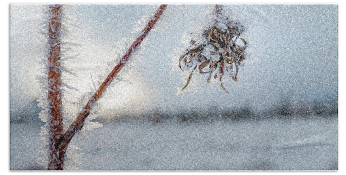 Frost Beach Towel featuring the photograph Frost On A Winter Annual by Karen Rispin