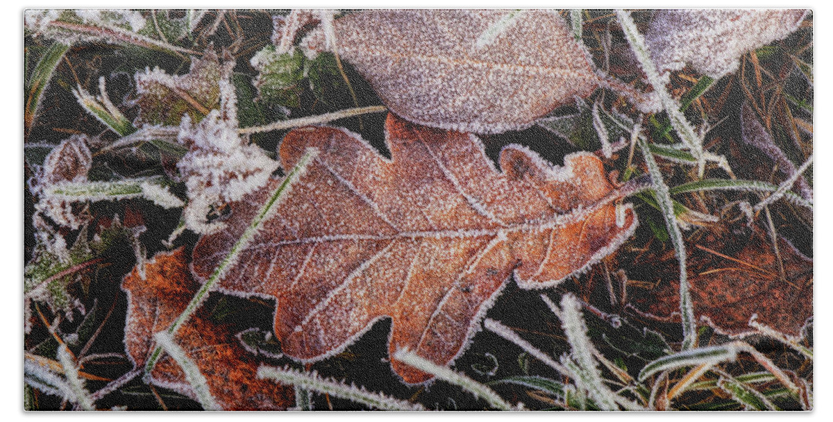Multicolored Beach Towel featuring the photograph Frozen colorful marple leaf lies in field, wild grass, at winter times. December is coming. Grandpa Frost hits with full force on landscape. Piece of magic in real time by Vaclav Sonnek