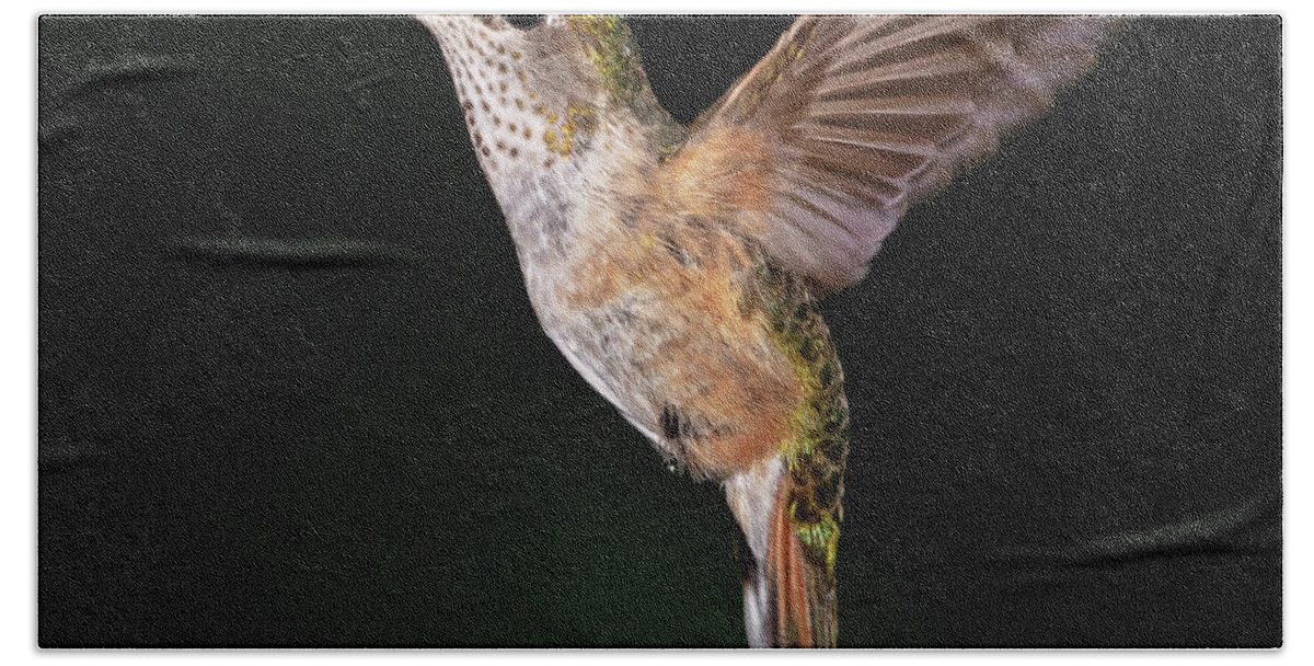 Hummingbird Beach Towel featuring the photograph Frozen in Time by Mindy Musick King