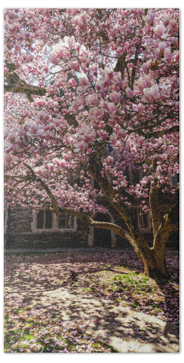 Cherry Blossoms Beach Towel featuring the photograph Full Bloom by Kristopher Schoenleber