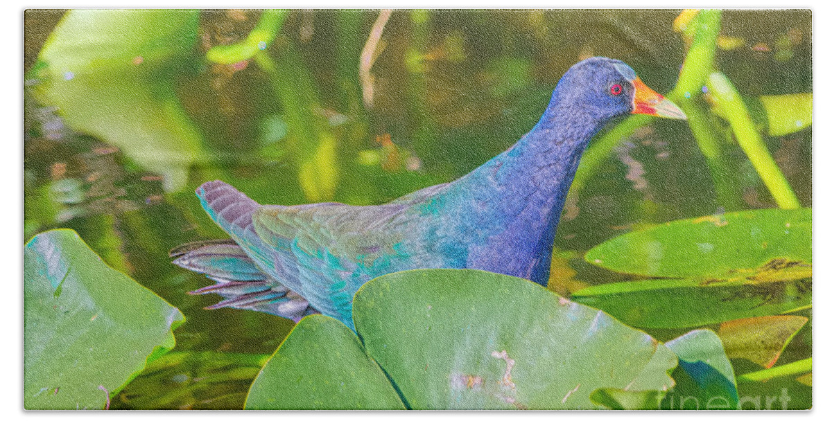Coots Beach Towel featuring the photograph Gallinule and Lilly Pads by Judy Kay