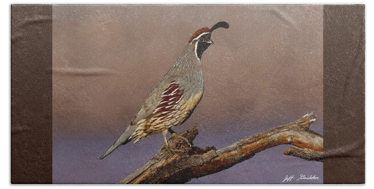 Animal Beach Towel featuring the photograph Gambel's Quail Perched on a Branch by Jeff Goulden