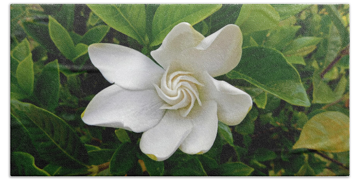 Flower Beach Towel featuring the photograph Gardenia Bloom by Carl Moore