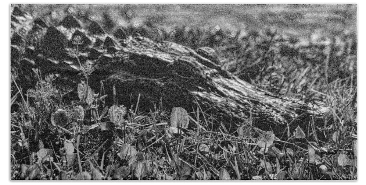Alligator Beach Towel featuring the photograph Gator In the Grass by Robert Wilder Jr
