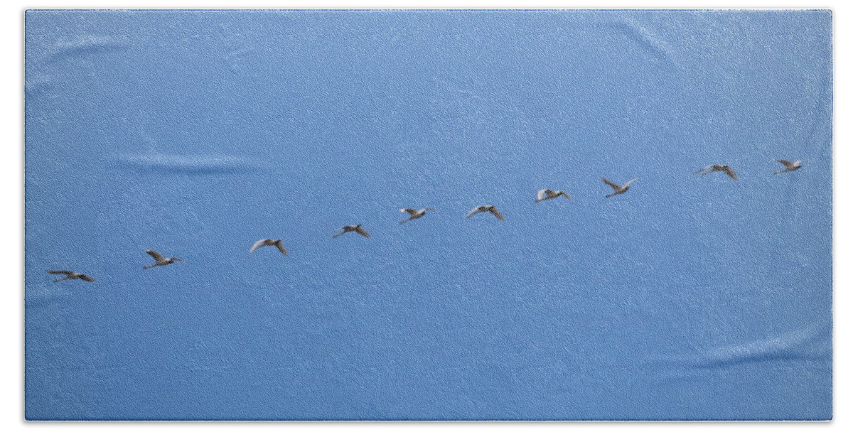 Geese Beach Towel featuring the photograph Get Your Geese in a Row by Trina Ansel