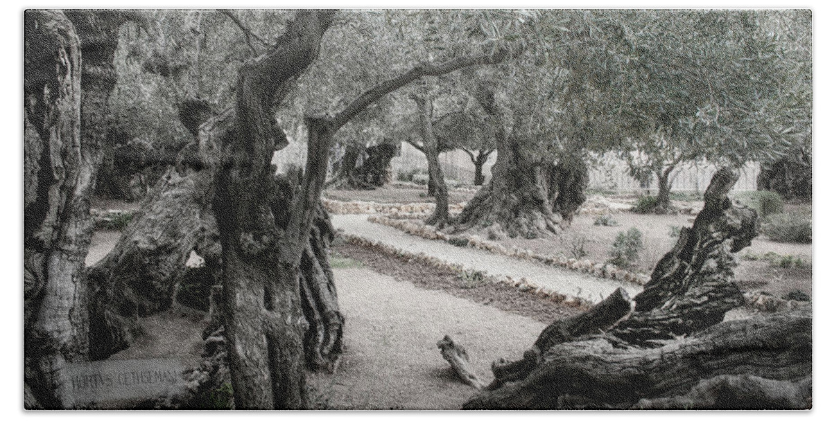 Israel Beach Towel featuring the photograph Gethsemane by M Kathleen Warren